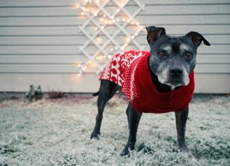 black short coated dog wearing red and white polka dot shirt
